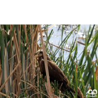 گونه سنقر تالابی Western Marsh Harrier